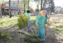 Sadnice za vrtić i park u Bačkom Petrovom Selu